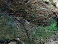 Arachnocampa luminosa