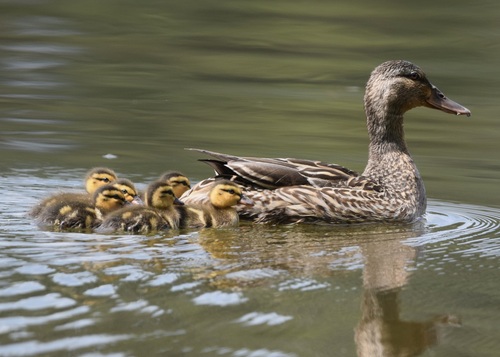 Mallard photographed in Georgia