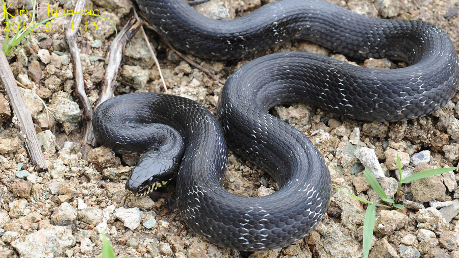 Amur Rat Snake