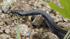 Elaphe schrenckii