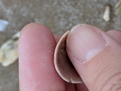 Modiolus americanus