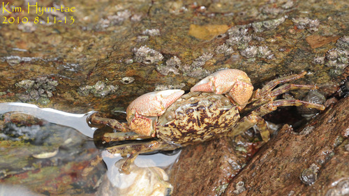 Parasesarma pictum