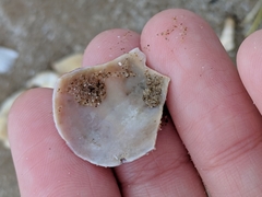 Modiolus americanus