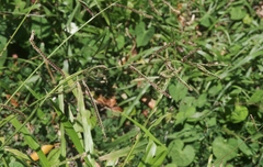 Paspalum fimbriatum