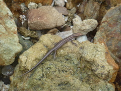 Cryptoblepharus eximius