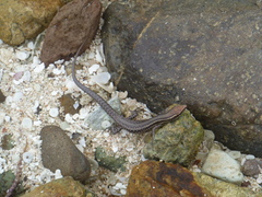 Cryptoblepharus eximius