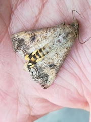 Hypocala andremona