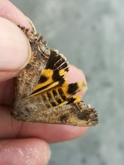 Hypocala andremona