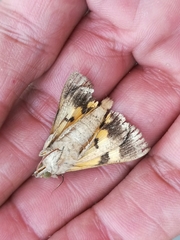 Hypocala andremona