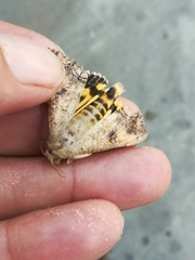Hypocala andremona