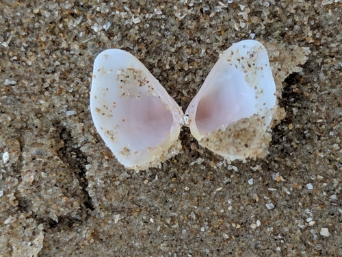 Donax texasianus