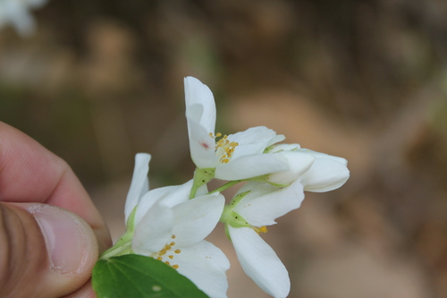 Philadelphus hirsutus, photograph 3