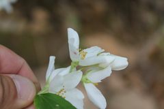 Philadelphus hirsutus, photograph (c) Dominic, some rights reserved (CC BY)