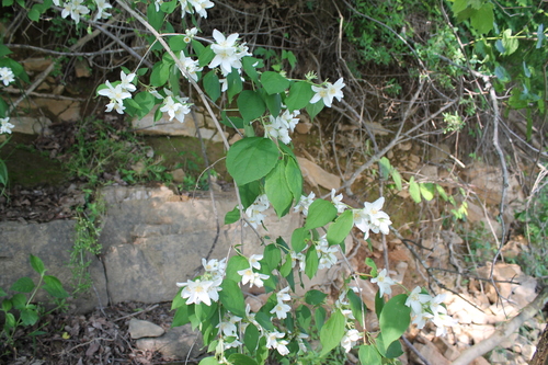Philadelphus hirsutus, photograph 4