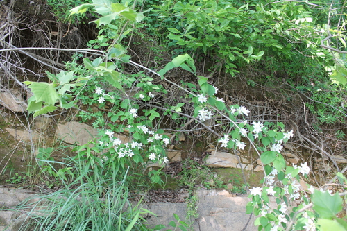 Philadelphus hirsutus, photograph 5