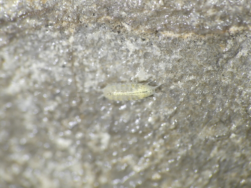 Androniscus stygius