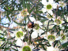 Phyllotocus macleayi