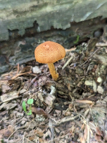 Agaricineae