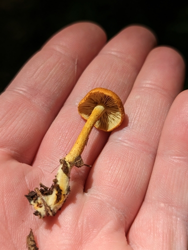 Agaricineae (Photo 2 of 2)
