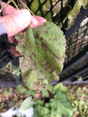 Cercospora moricola