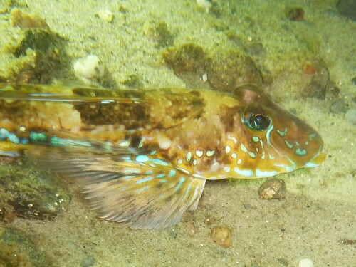 Common Dragonet, 6092 Gammel Ålbo, Dänemark, photo 6 of 10
