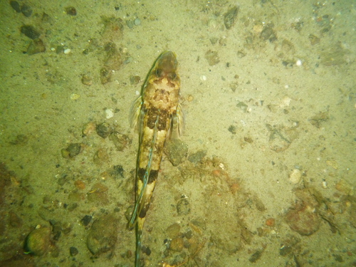 Common dragonet (Callionymus lyra) — Callionymidae — 3