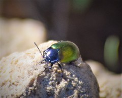 Chrysolina auripennis