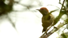 Colaptes auratus mexicanoides