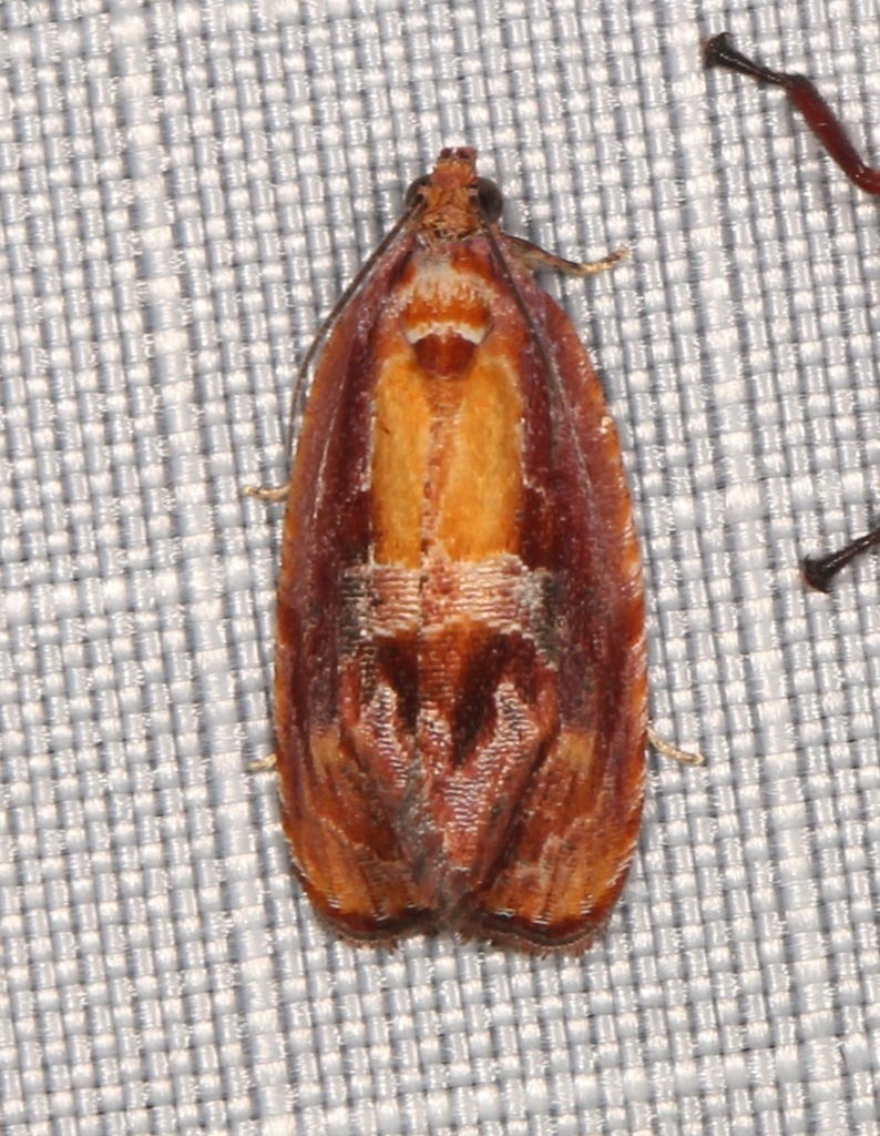 Yellow-striped Zomaria Moth