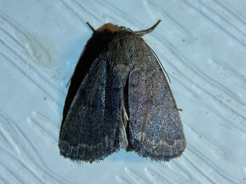 Slowpoke Moth photo 6