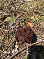 Gyromitra esculenta image