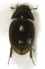Paracymus pygmaeus