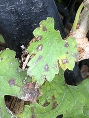 Cercospora moricola