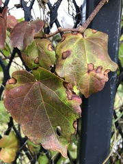 Phyllosticta ampelicida