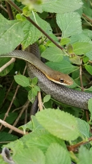 Masticophis schotti ruthveni