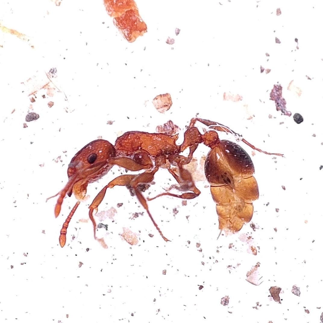 Tetramorium urbanii