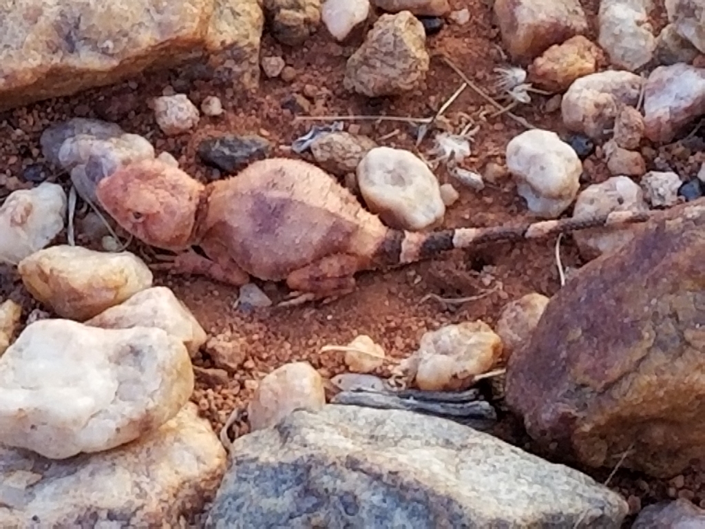 Gascoyne Pebble Dragon