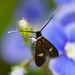 Cauchas fibulella - Photo (c) Denis Mariasis, μερικά δικαιώματα διατηρούνται (CC BY-NC), uploaded by Denis Mariasis