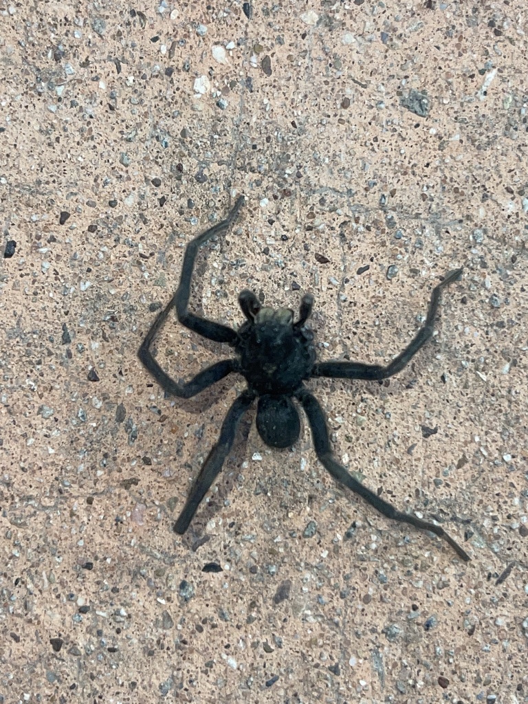 Geolycosa Rafaelana From Canyonlands National Park, San Juan County, US ...