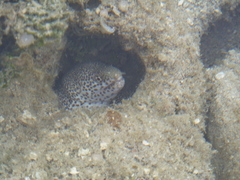 Gymnothorax pictus