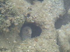 Gymnothorax pictus