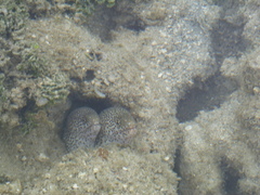 Gymnothorax pictus