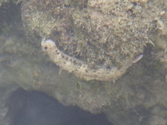 Plakobranchus ocellatus