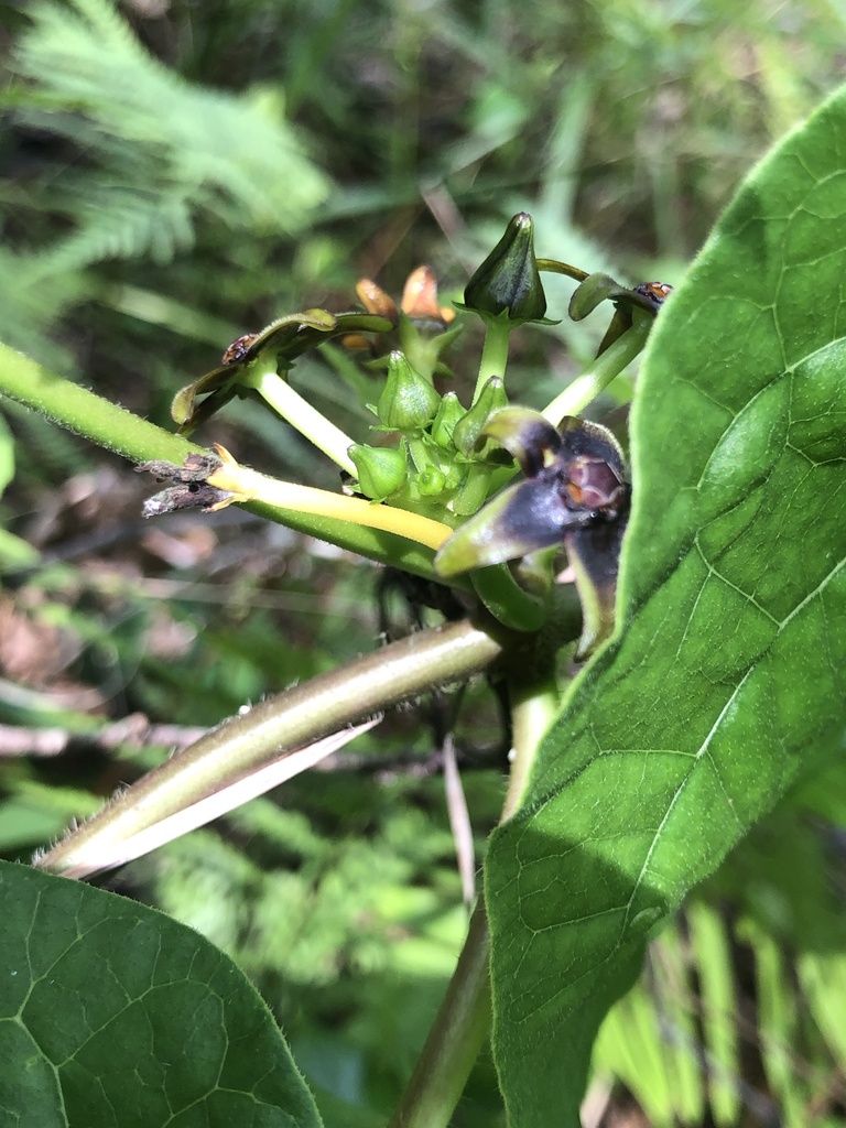 Anglepod from Francis Marion National Forest, Huger, SC, US on May 22 ...