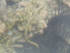 Corythoichthys haematopterus