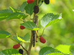 Schistocerca americana