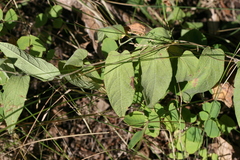Calystegia spithamaea