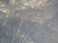 Corythoichthys haematopterus