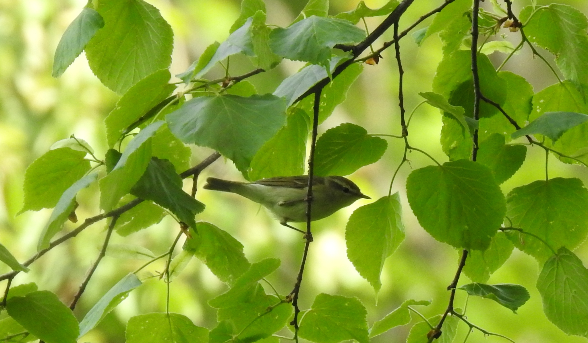 iNaturalist.org. Г. Исаков, Чебоксарский р-н Чувашия, май 2023