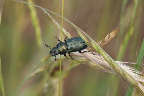 Platycerus spinifer